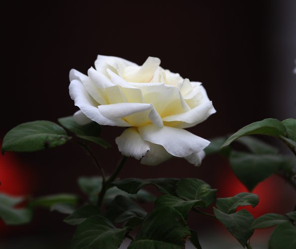 白色月季花语和象征的意义:尊敬,崇高,纯洁等