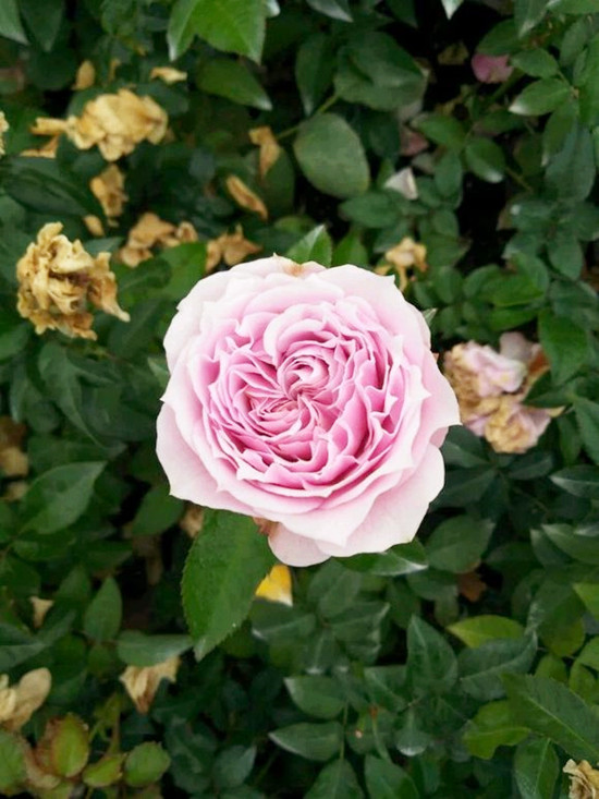 香妃玫瑰花期图片