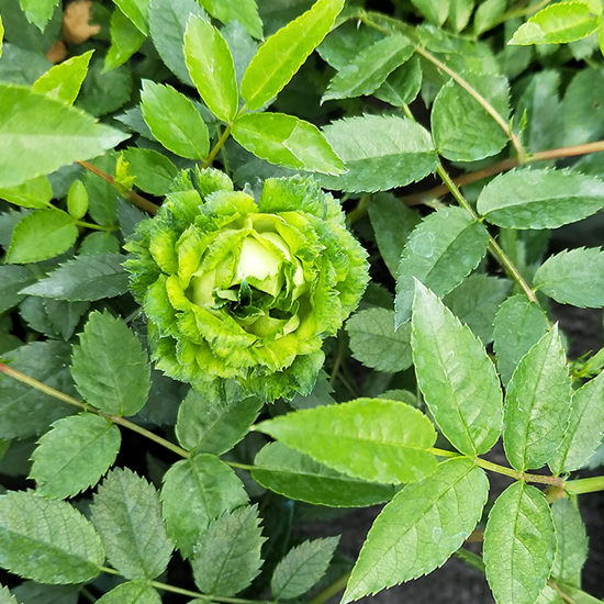 结绿珍花语图片