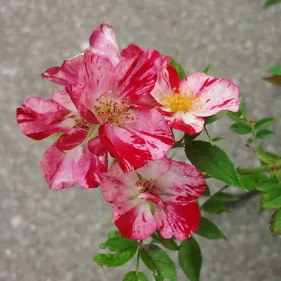 像风火轮一样的月季花—花风火